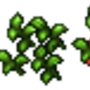 tomato_plant.png