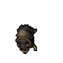 reins.gif