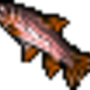 rainbow_trout.png