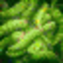 seed_purification.png